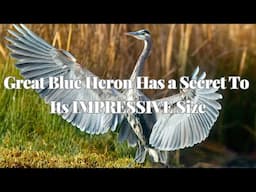 Great Blue Heron Has a Secret To Its IMPRESSIVE Size