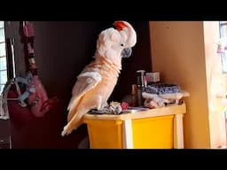 Leo ki Badmasi | Moluccan Cockatoo | Talking Parrot