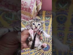 🐯 शेर जैसी दिखती है यह याबिल्ली 😺 #shorts #cat #amitalbinopets #pets