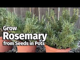 How to Grow Rosemary from Seed in Pots🌿 | Easy Planting Guide