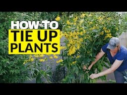 3 Ways to Stake Your Plants Like a Pro