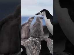 19 African penguins were rescued following an oil spill in Cape Town.