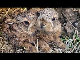 Adorable Baby Hares Wait for Mum | Discover Wildlife | Robert E Fuller