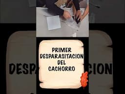 🔴Cuando Desparasitar un cachorro por 1° Vez  y Cómo Hacerlo⏩Procedimiento para Realizar en Tu CASA✳️