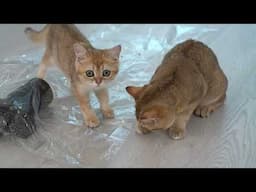 Playful Cat Enjoys the Plastic Bag Adventure | Aww Pets