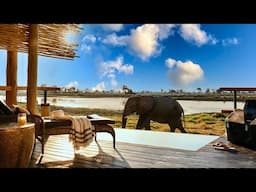 Luxury in Africa | Eagle Island Lodge, a Belmond Safari (full tour in 4K)