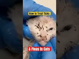 How to manage ticks and fleas in pets | home remedies for ticks and fleas #fleas #ticks #catlover