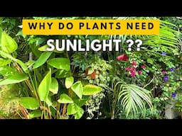 Why do Plants need Sunlight: Top 5 Reasons || Importance of Sunlight for Plants