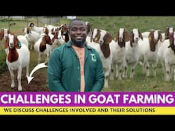 Challenges Involved In Goat Farming and Their Solutions