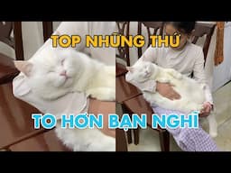 Có những thứ to hơn bạn nghĩ - Đám May khổng lồ | maly.gaugau