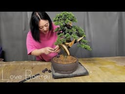 Can Jeju cypress be repotted? Love Bonsai