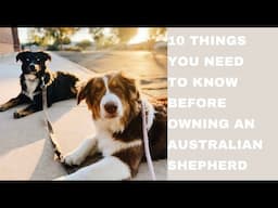 10 THINGS YOU NEED TO KNOW ABOUT AUSTRALIAN SHEPHERDS