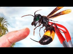 STUNG by the Killer Hornet!