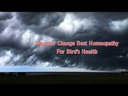 Weather Change Best Homeopathy For Birds ? | Homeopathy For Birds .