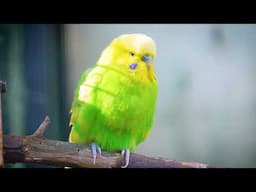 3 Hour Budgie Melodies to Cheer Up Lonely Birds