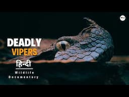 Deadly Vipers - हिन्दी डॉक्यूमेंट्री | Wildlife documentary in Hindi