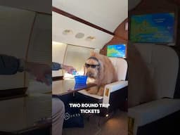 How my dog flies around the world! 🐶🛩️ #traveldog #dogtravel #goldendoodle #dogdad