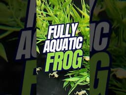 African Dwarf FROG | FULLY Aquatic Frog