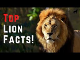 17 Awesome Facts About Lions – Quick and Easy Lion Facts