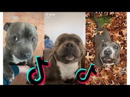 😍 Funny and Cute Staffordshire Bull Terrier Dogs and Puppies TikTok Compilation 😂