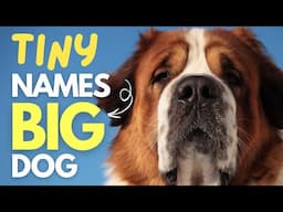 Don’t Name Your Big Dog Until You See These Hilarious Tiny Names