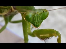 mantis l nature l geography l Earth  creatures l animals l YouTube l YouTube shorts l global l