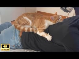 Cats love their owner on a different level but it's real love