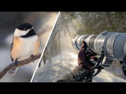 POV Bird Photography in a Winter Wonderland