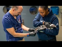 From Big to Small: Our Veterinarians Do It All