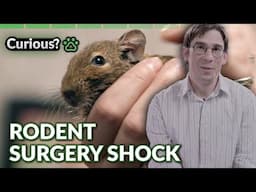 Dental Drama for a Beloved Rodent | Inside The Vets