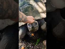 Giant Tortoise "Purring" 🐢 Real Dinosaur Noises #turtle #dinosaur #shorts