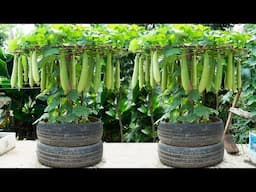 The best-kept secret for growing sponge gourd, growing sponge gourd in tires has super fruit