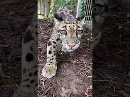 Clouded Leopard says “Hello”