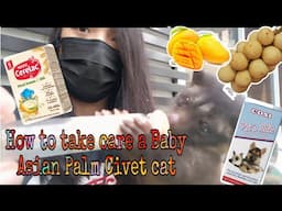 how to take care a Baby Asian Palm Civet Cat! musang feeding