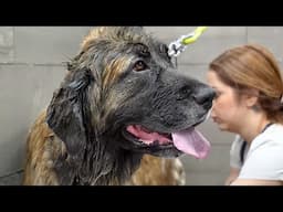 CRAZY transformation & blow-out on this beautiful Leonberger Dog