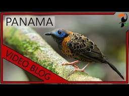 The MOST AMAZING Birds in PANAMA: A Video Blog