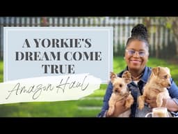 A YORKIE'S DREAM COME TRUE | Pet Haul From Amazon - Essential Pet Finds for Your Dog