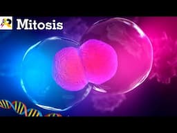 Easy Mitosis Explanation -Phases of Cell- Cycle Cell Division Process- Mitosis Diagram