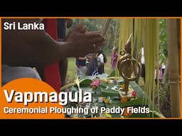 Sri Lanka_Ceremonial Ploughing of Paddy Fields