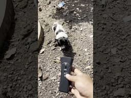 Dog Repeller Gadget !!