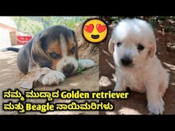 Golden retriever And Beagle Puppies Playing with Ball | Cute Puppies | Beagle | Golden retriever