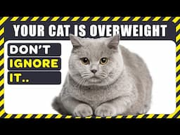 61% of Cats in the U.S. Are Overweight and It's Dangerous