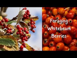 Whitebeam Berries- Foraging in Autumn