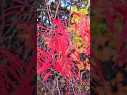 Cleburne State Park Fall Foliage and Camping