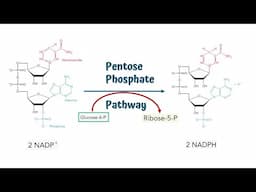 Pentose Phosphate Pathway || Hexose Monophosphate Shunt || Steps and Process