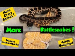 More Rattlesnakes! - Western Diamondbacks! - Atrox_Unlimited