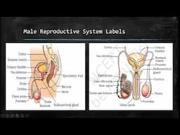 Life Sciences: Human Reproduction Grade 12