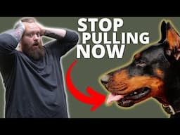 HOW TO STOP DOBERMAN FROM PULLING