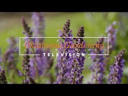 Spring Dreaming on the Best of Oklahoma Gardening November 16, 2024