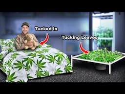 Best Practices for Training & Tucking Cannabis | Scrog School Episode 24